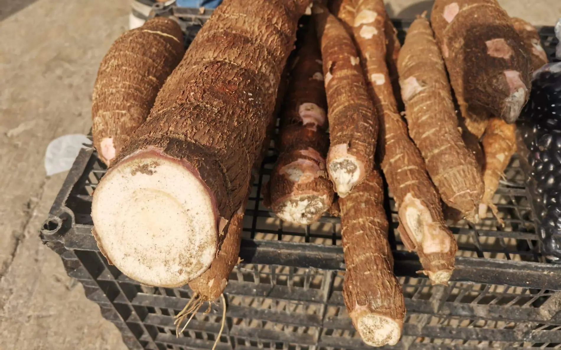 La yuca, de los alimentos que se venden en el mercado del norte de Veracruz 